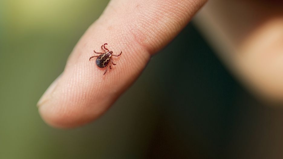 Kleszcze w Europie mogą przenosić choroby zakaźne, takie jak: borelioza i kleszczowe zapalenie mózgu