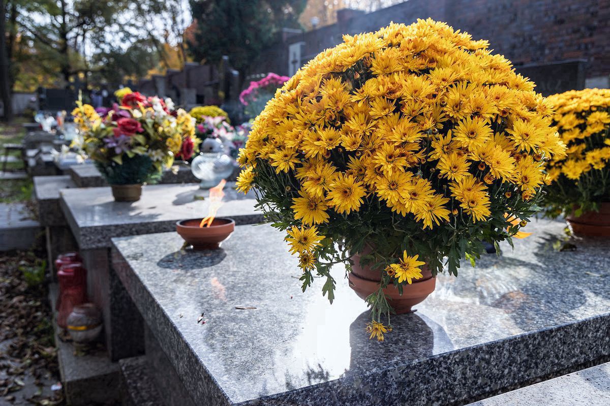 Jak przezimować chryzantemy? Za rok ponownie obsypią się kwiatami
