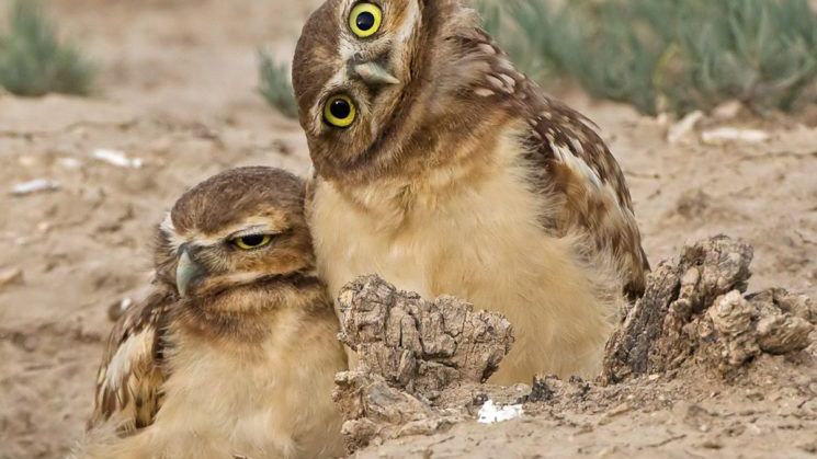 Najśmieszniejsze zwierzęta w konkursie Comedy Wildlife Photography Awards 2019 1