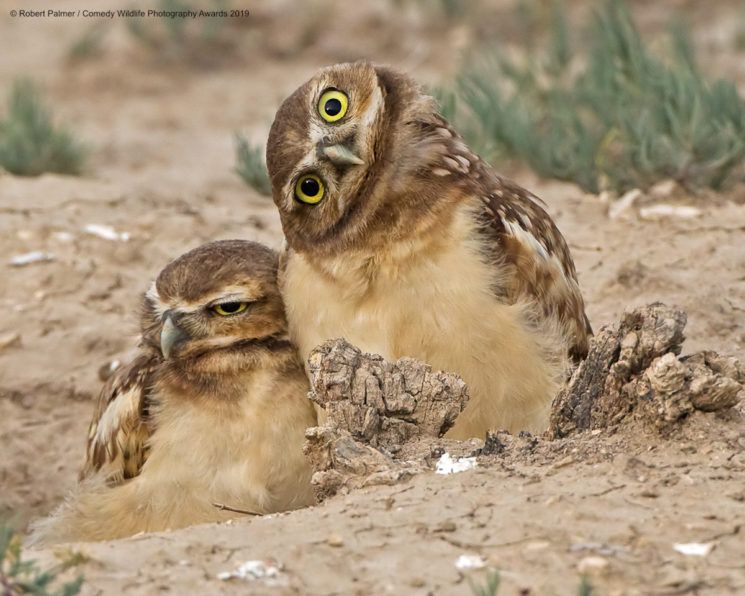 Najśmieszniejsze zwierzęta w konkursie Comedy Wildlife Photography Awards 2019