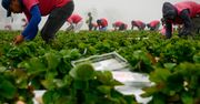Niemieccy plantatorzy truskawek są okradani. Na polach zakładają kamery