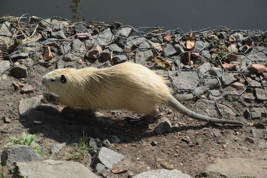 Odłowione w Rybniku nutrie trafiły do dwóch legalnie działających ośrodków w mieście
