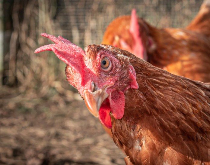 Grypa ptaków uderza w duże fermy. Kolejne przypadki w Śremie i Kępnie
