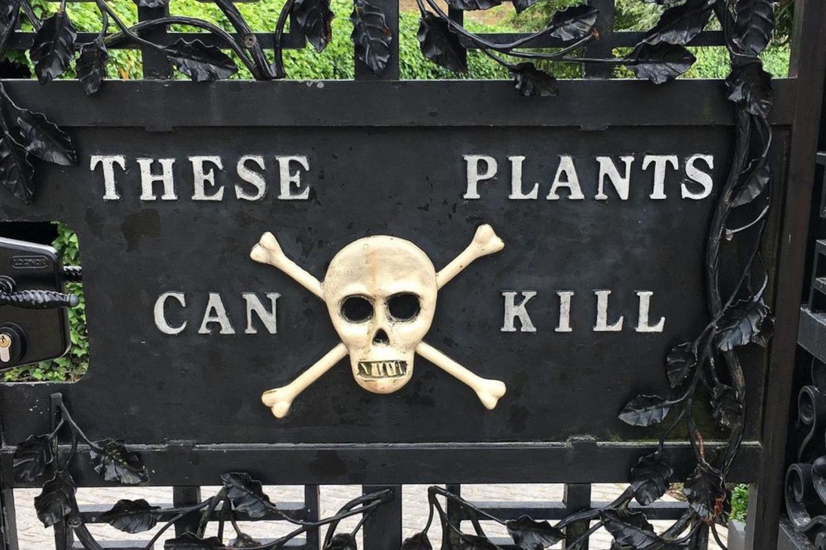 Poison garden of Alnwick: Where beauty hides deadly secrets