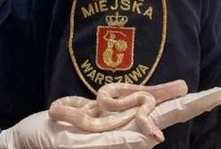 Warszawa. Nietypowy finał spaceru na Gocławku