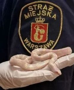 Warszawa. Nietypowy finał spaceru na Gocławku