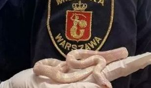 Warszawa. Nietypowy finał spaceru na Gocławku