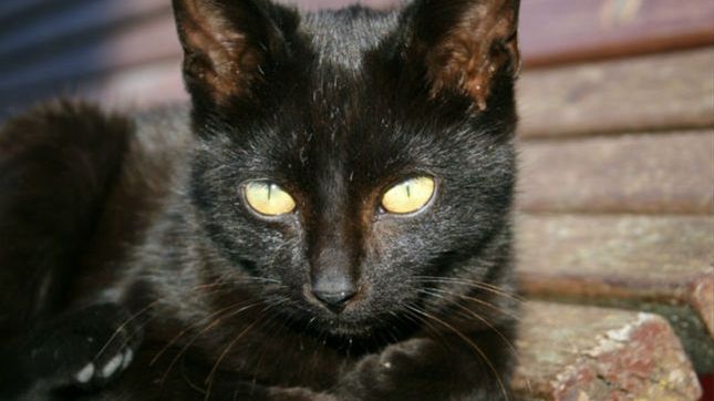 Ludzka głupota nie zna granic. Zwierzaki są porzucane, bo źle wyglądają na słitfociach 1