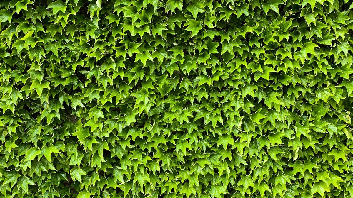 Greenwashing. Przedsiębiorcy chcą przekonać, że dane produkty są proekologiczne, choć jest inaczej.