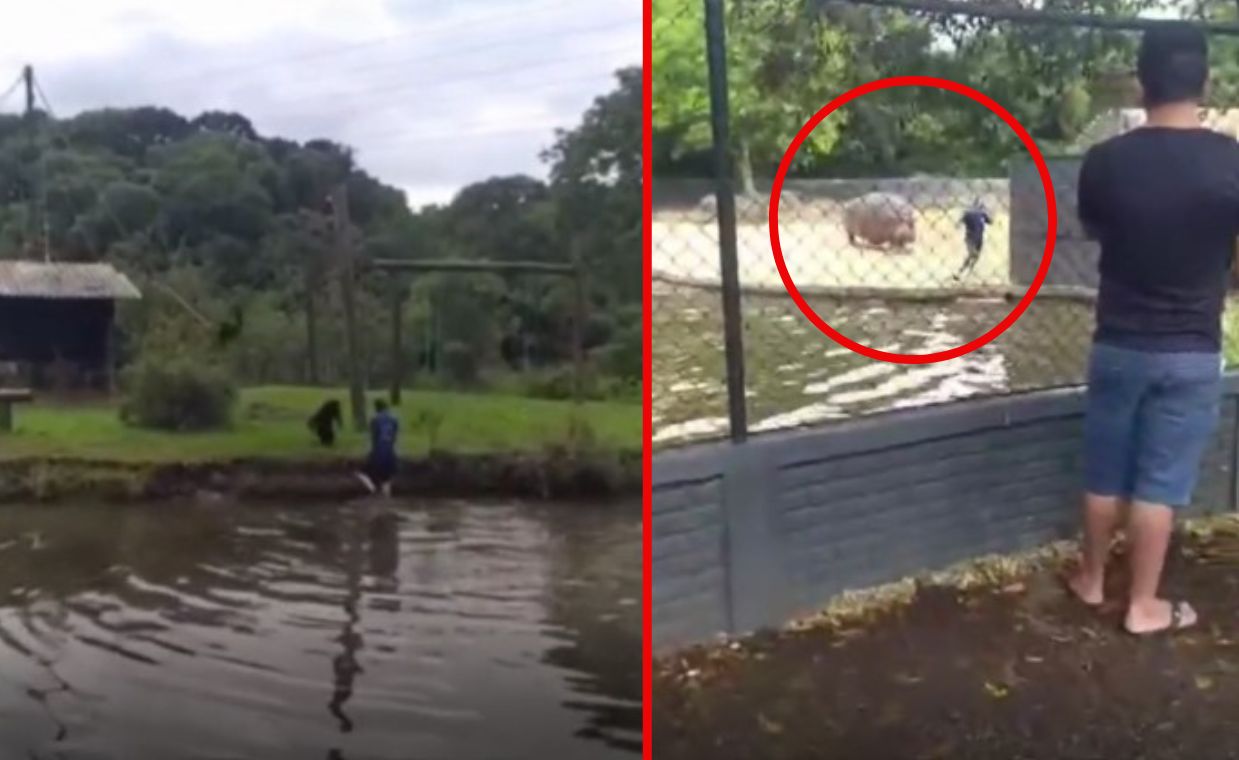 Man jumps into hippo pond as Brazilian zoo incident unfolds