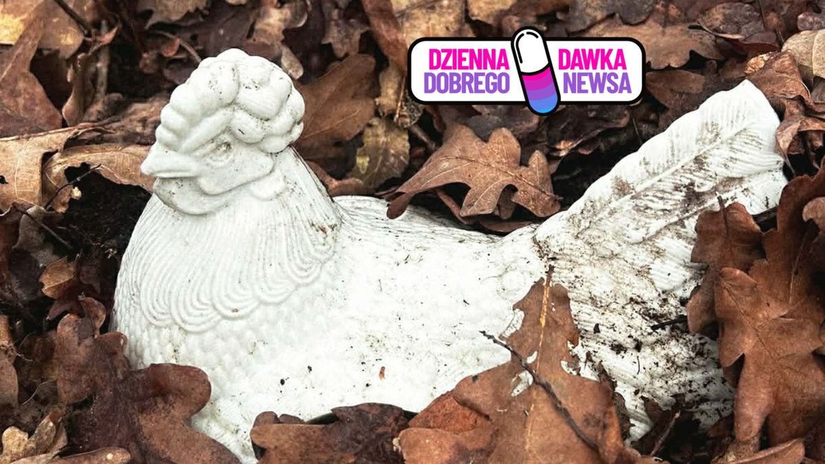 Leśnicy znaleźli "rzadki okaz"