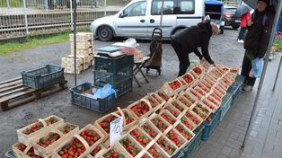 Coraz więcej polskich truskawek w Stalowej Woli. Jakie ceny ?