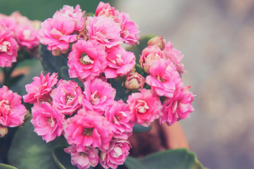 Kalanchoe blossfelda 