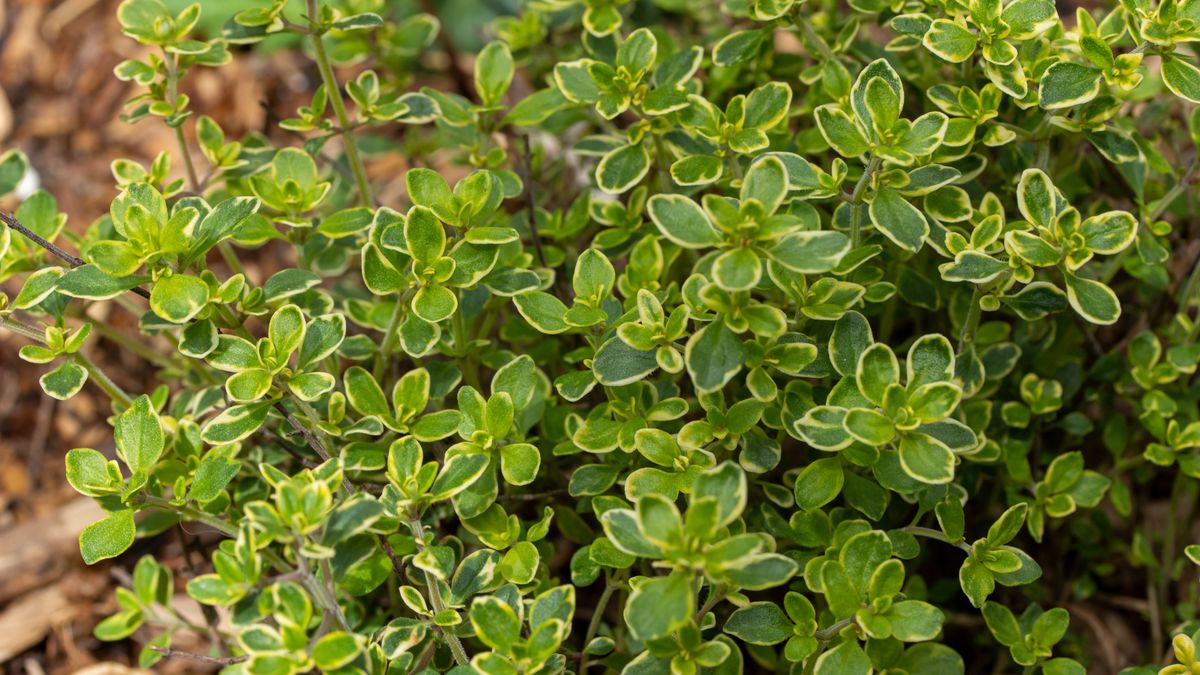 Macierzanka cytrynowa to hit