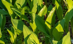 Masz w ogrodzie tę roślinę? Wytnij czym prędzej. Sanepid ostrzega