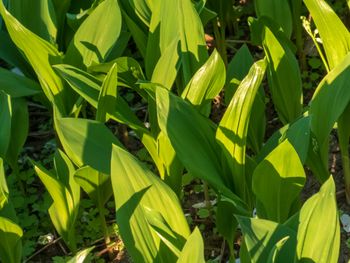 Masz w ogrodzie tę roślinę? Wytnij czym prędzej. Sanepid ostrzega