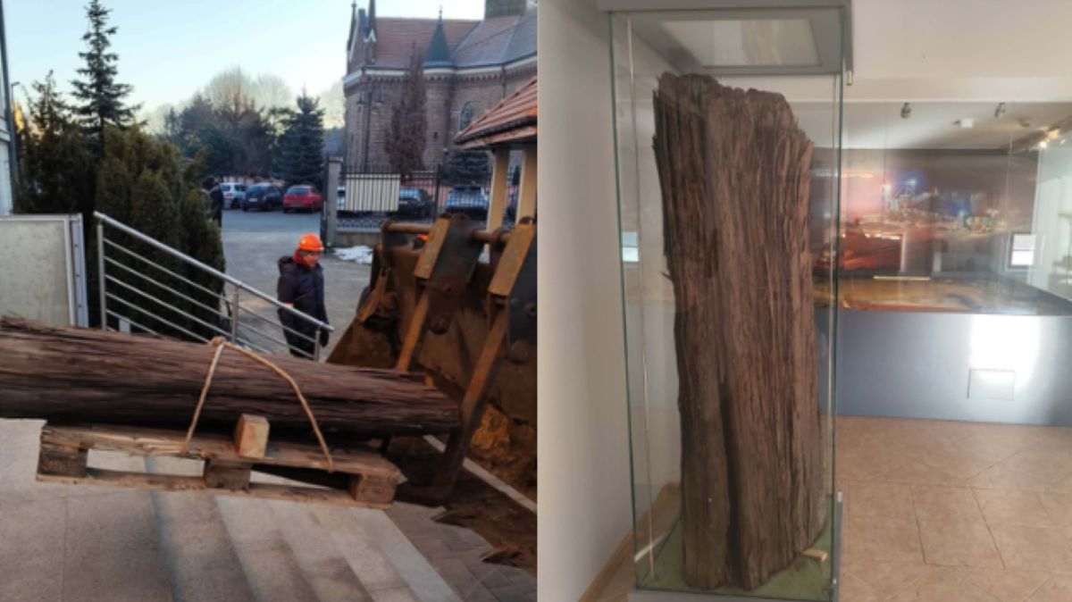 Ksylit w Muzeum Okręgowym w Koninie