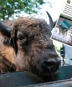 Nawałnica w Poznaniu zalała zoo. Ewakuowano dzieci. Zwierzęta potrzebują pomocy