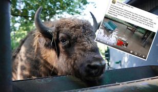 Nawałnica w Poznaniu zalała zoo. Ewakuowano dzieci. Zwierzęta potrzebują pomocy