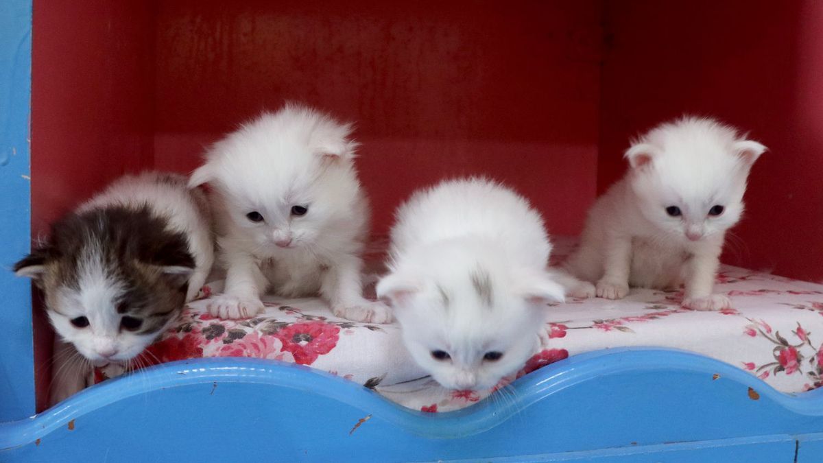 Młode kocięta. Zdjęcie ilustracyjne