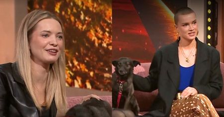 Gwiazdy świętują z nami Dzień Kundelka w "PnŚ". Gałązka mówiła o kulisach adopcji pupila, a Maffashion apelowała: "Adoptowane zwierzę potrzebuje uważności"