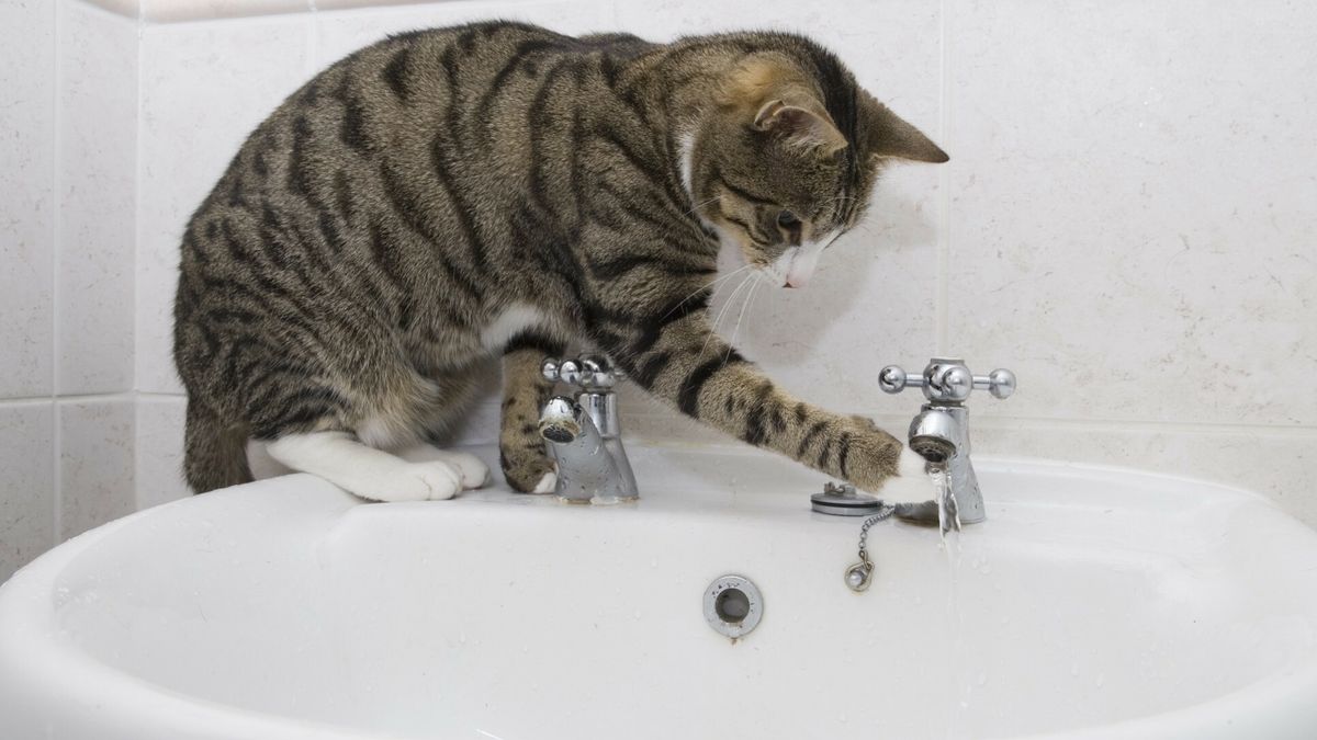 FLPA initial hard drive July 2013Domestic Cat, tabby and white, adult female, drinking from sink tap in bathroom, EnglandFLPA/Chris Brignell