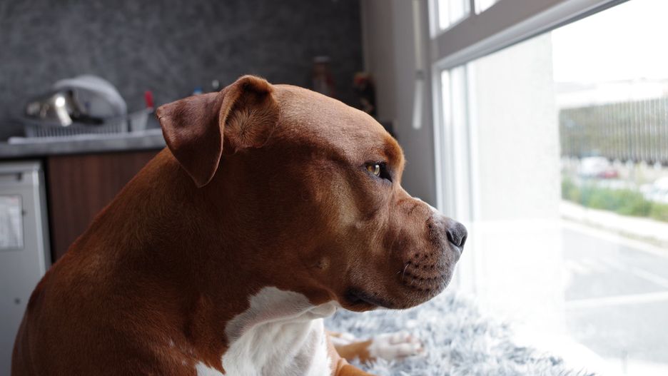 Przemyśl. Pitbulle zagryzły 12-latka. Sąd uchylił areszt wobec podejrzanego