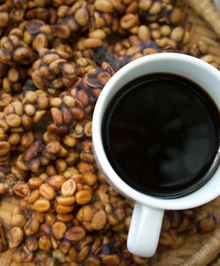 Kopi luwak, czyli ekskluzywna kawa z… odchodów