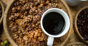 Kopi luwak, czyli ekskluzywna kawa z… odchodów