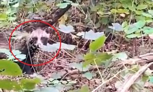 "Nocny wędrowiec" nagrany. Przywędrował do Polski ze wschodnich lasów