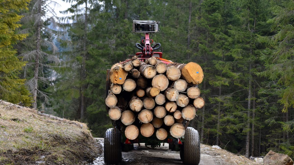 CBA wkracza do lasów. Ponad 60 spraw w prokuraturze