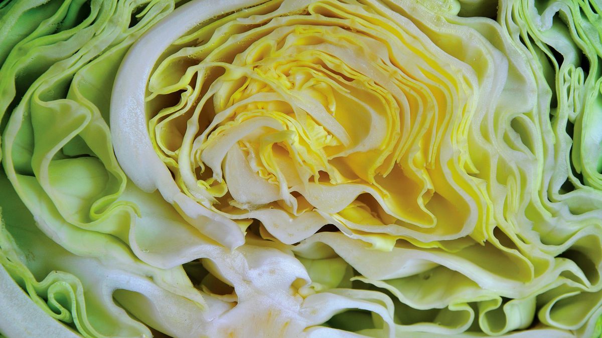 Kapusta  jest bogatym źródłem sulforafanu