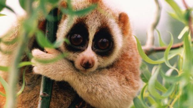 10 najsłodszych zwierząt świata (z których tylko jedno jest kotem) 1