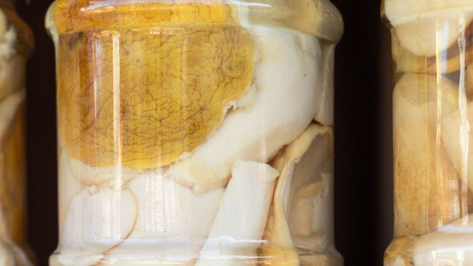 Borowiki – grzyby, które królują w lasach i na talerzach. Jakie mają właściwości?