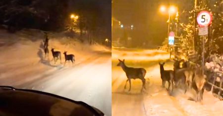 "Zakopiańskie safari". Nietypowa sytuacja po nagłym ataku zimy