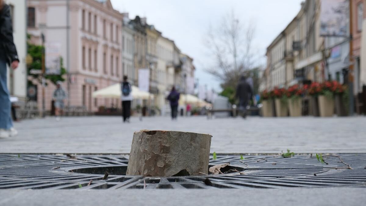 Wycinka platanów na Krakowskim Przedmieściu