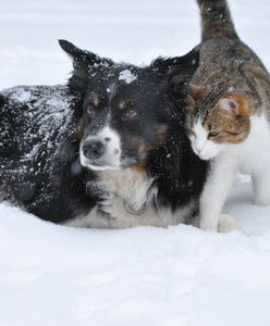Warszawa. "Uważajcie na pupile". Na Przyczółku Grochowskim rozrzucono pokarm ze szkłem