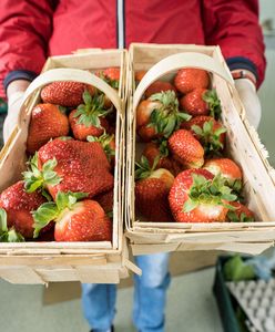 Pierwsze polskie truskawki już w sprzedaży. Ile kosztują? Oto ceny
