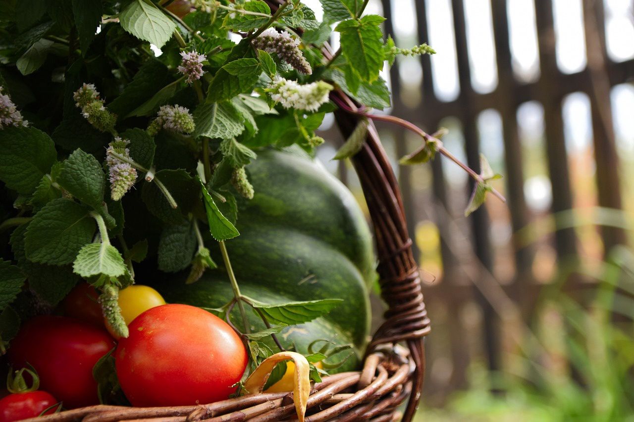 Niedojrzałe pomidory zawierają tomatynę 
