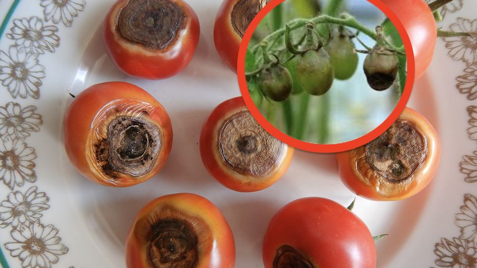 Pomidory zaatakowane zarazą w kilka dni czernieją i stają się niezdatne do spożycia 