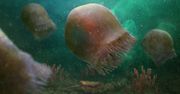 Meduza starsza niż dinozaury. Miała 90 macek