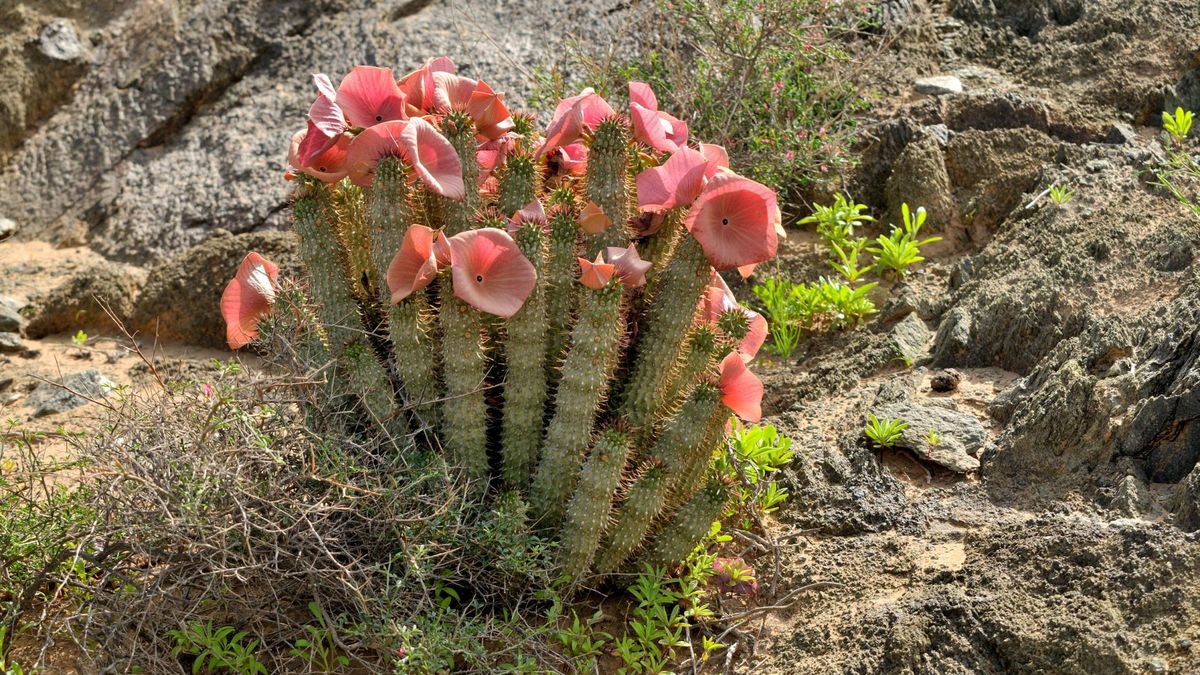 Hoodia - afrykańska roślina na odchudzanie