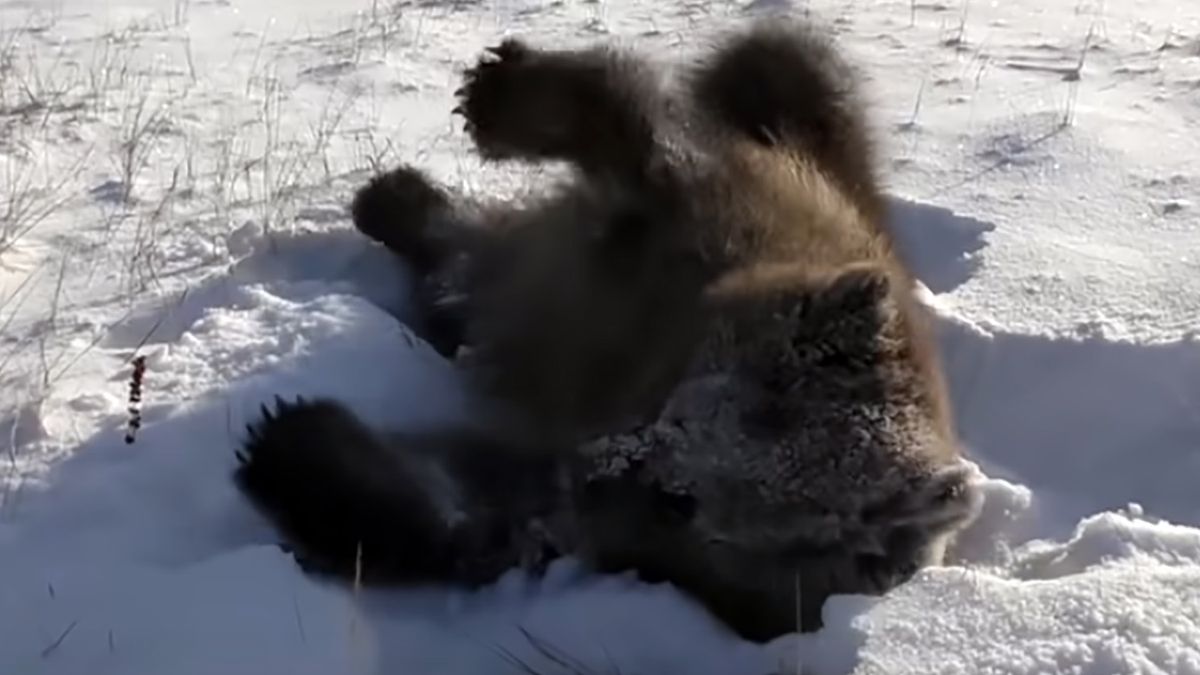 Niedźwiadek beztrosko tarzał się w śniegu i podskakiwał z radości