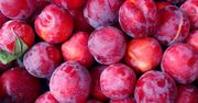 Lepsze niż węgierki i mirabelki. Te śliwki to witaminowa bomba w mojej kuchni