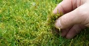 Wystarczą trzy łyżki. "Wypali" mech z całego trawnika