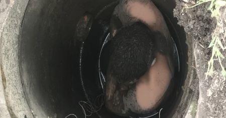 Utknął w studzience kanalizacyjnej. Uratowali go strażacy