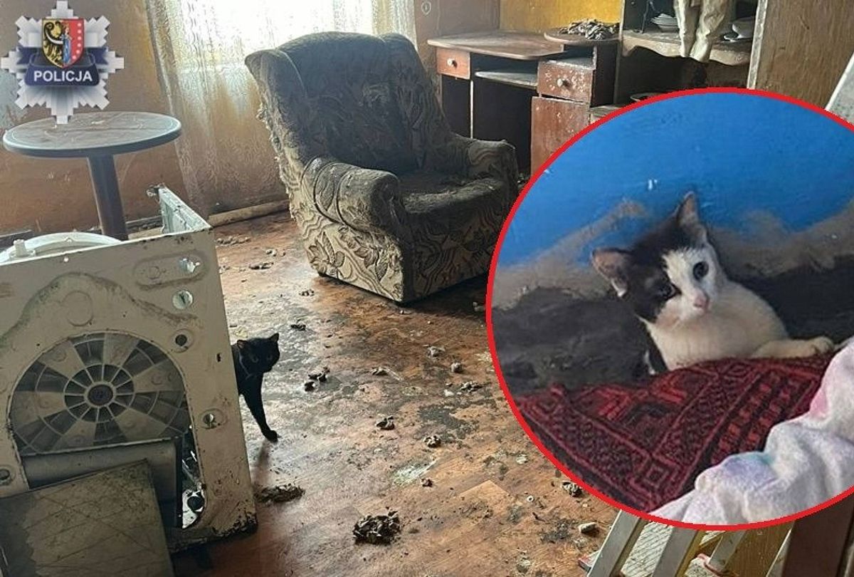 Zaniedbane koty zabrane z jednego z mieszkań w Przemkowie (woj. dolnośląskie)