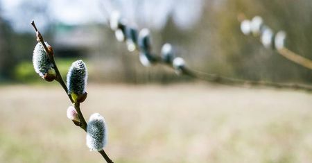 Pierwsze oznaki wiosny w Lublinie i regionie. Zobacz zdjęcia naszych czytelników
