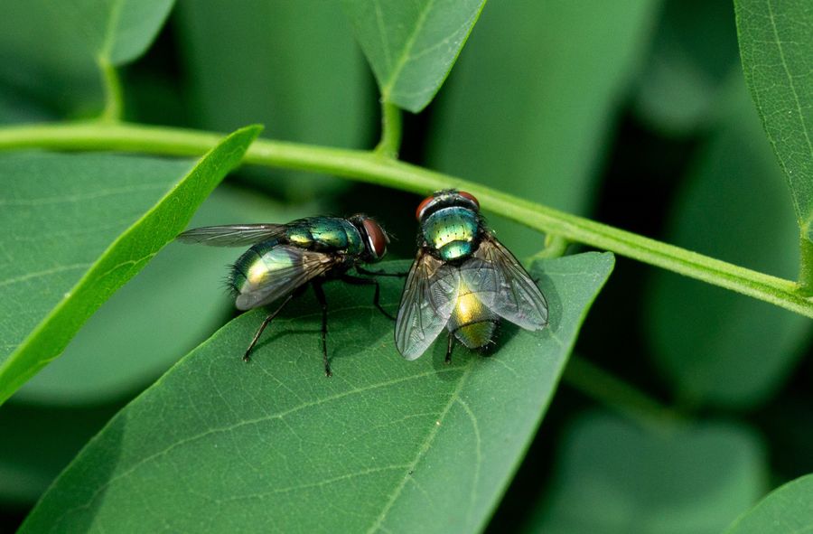 Insekty dostały angaż