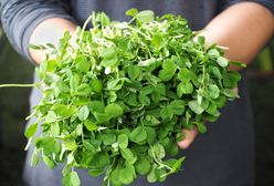 Mikroliście – czym są, jakie mają właściwości i jak można z nich korzystać?